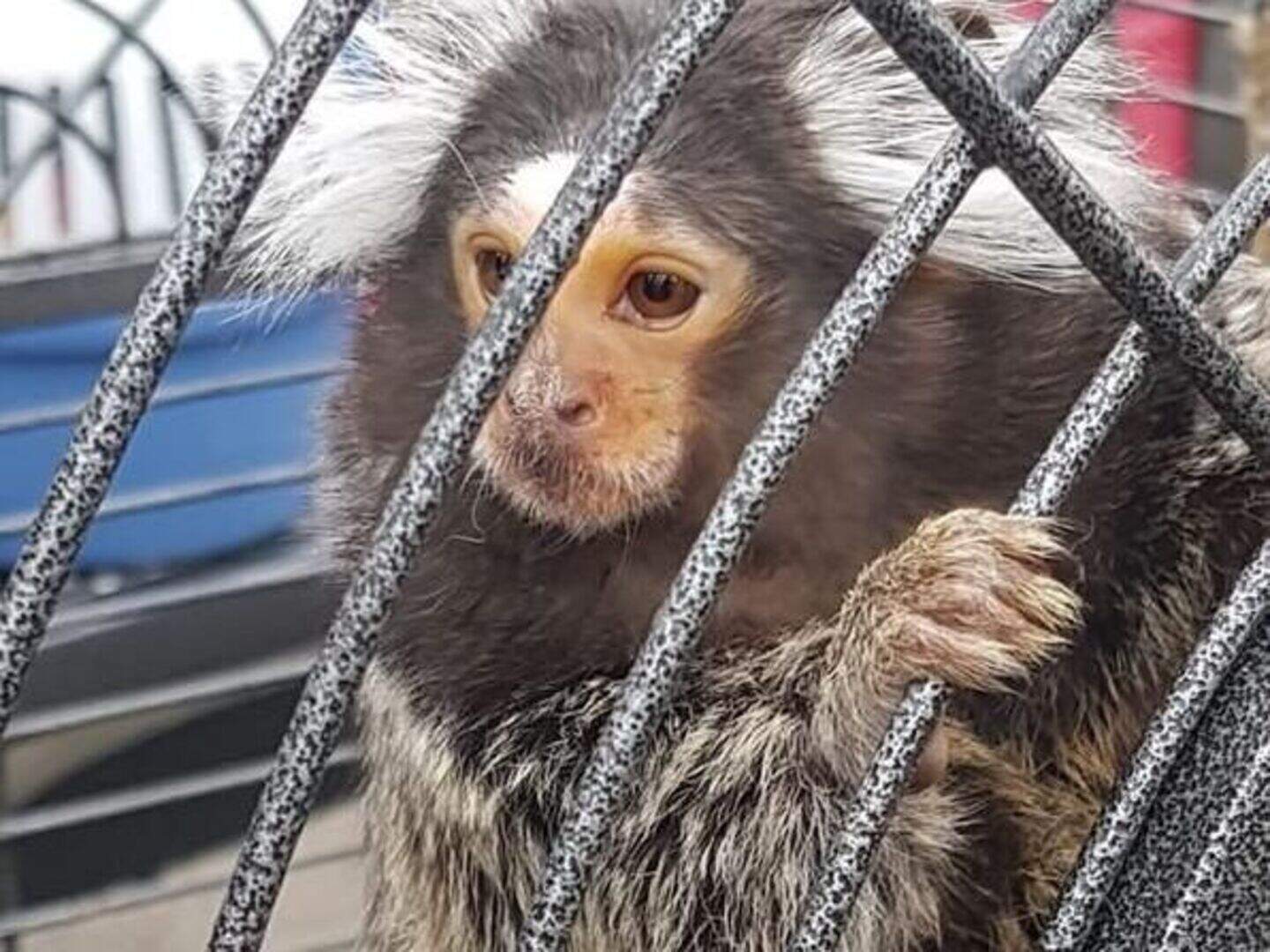 Dublin's ‘monkey gang’ targeted in garda raids during which shotgun and ...