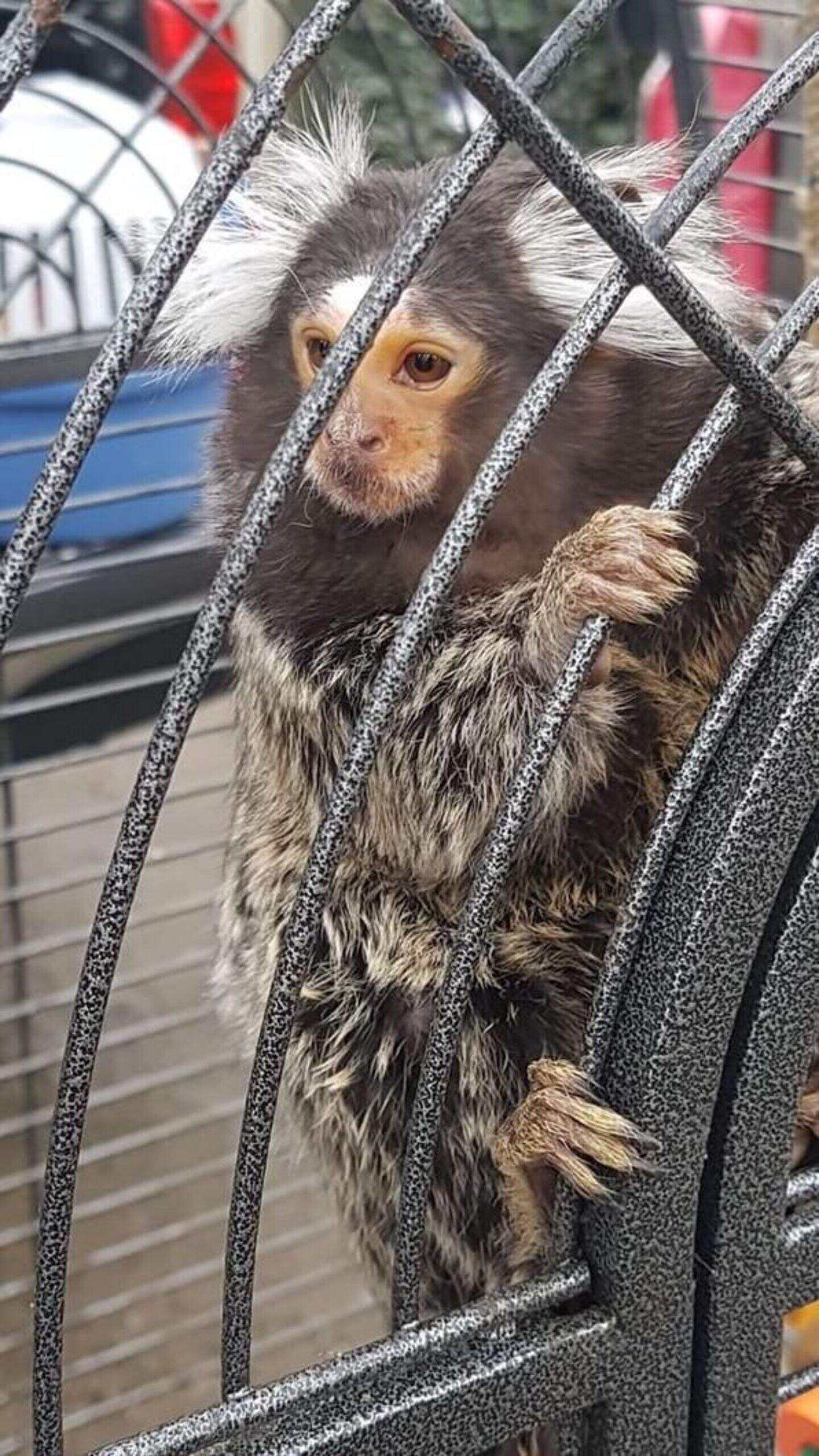 Dublin's ‘monkey gang’ targeted in garda raids during which shotgun and ...