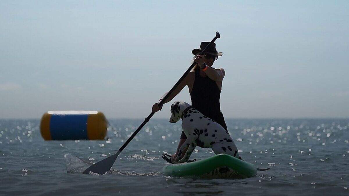 Pups and their owners hit the waves at annual Dog Surfing Championships ...