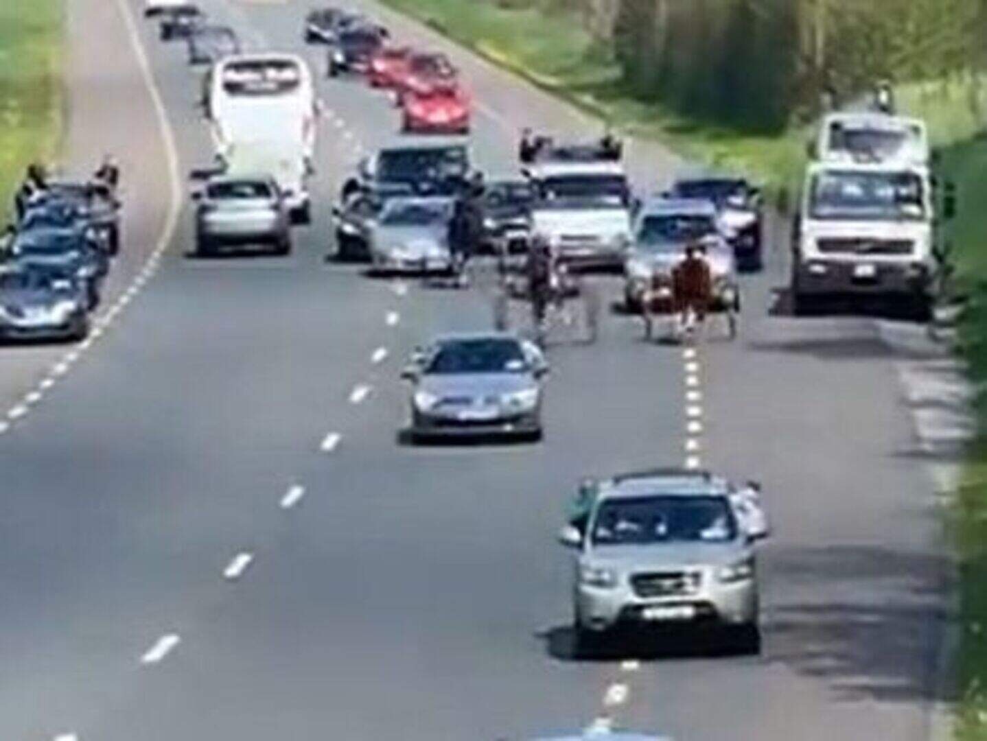 Watch: Dangerous sulky race covers three lanes on busy main road ...