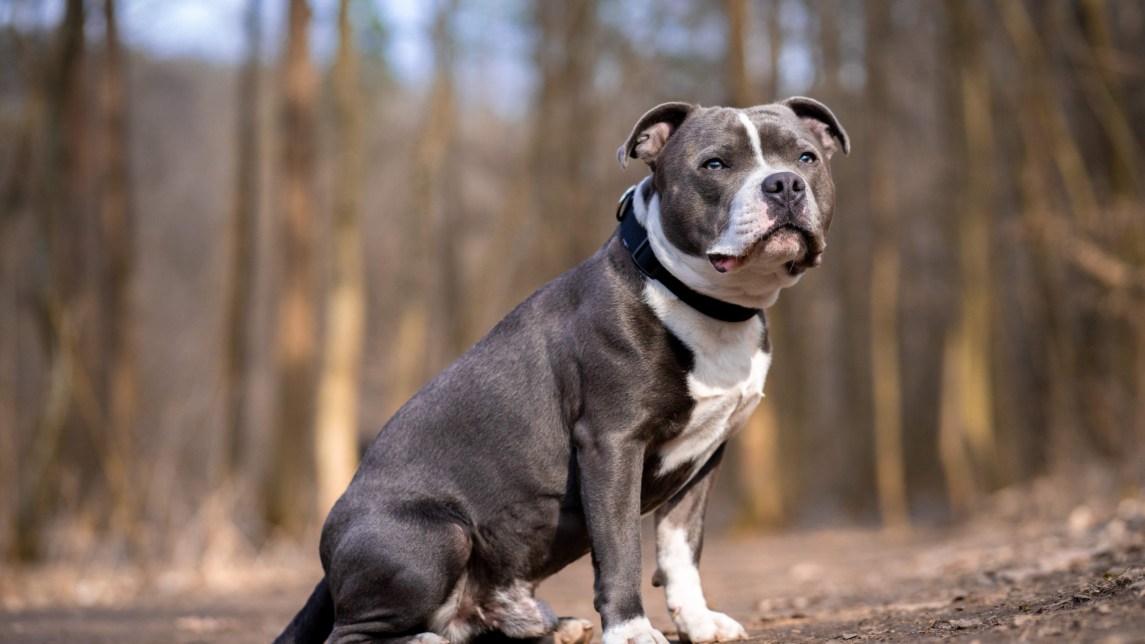 Alleged burglar left Staffordshire bull terrier behind at Dublin crime scene, court hears