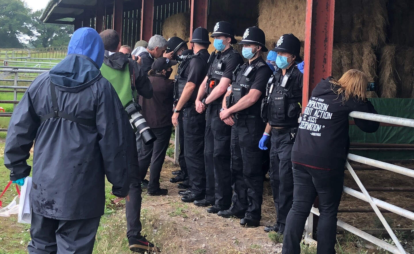 Geronimo the alpaca: Doomed animal culled after police and vets swarm ...