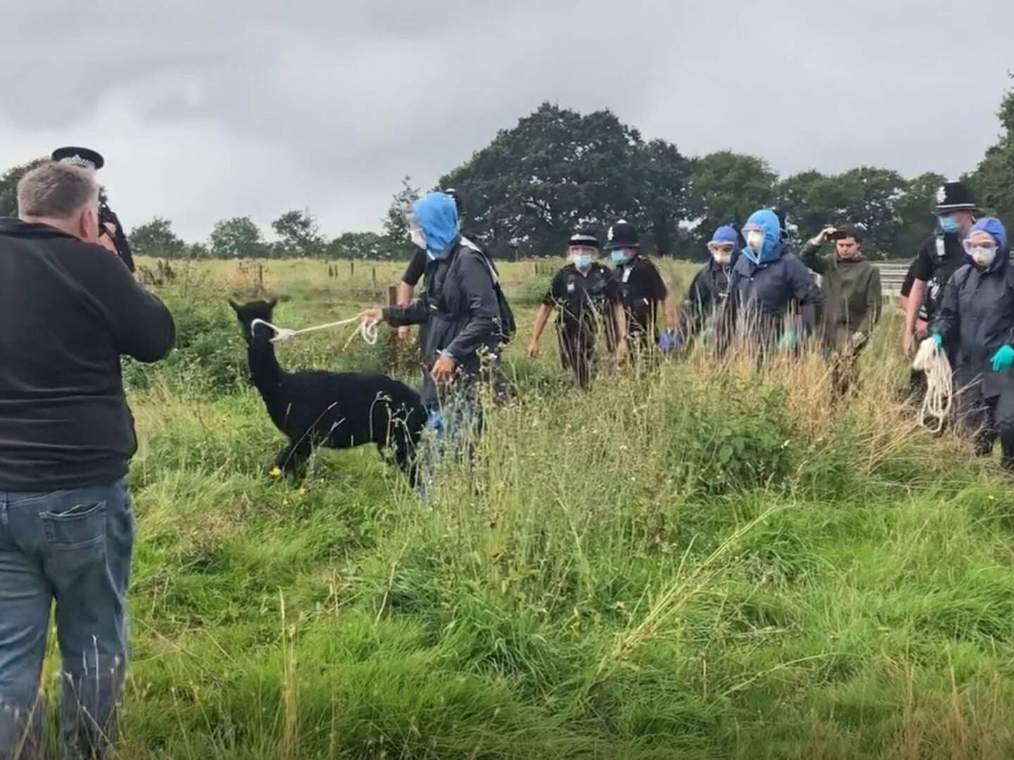 Geronimo the alpaca: Doomed animal culled after police and vets swarm ...