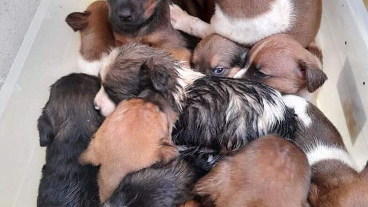 Thirteen puppies left for dead in a black plastic bag in Wexford town ...
