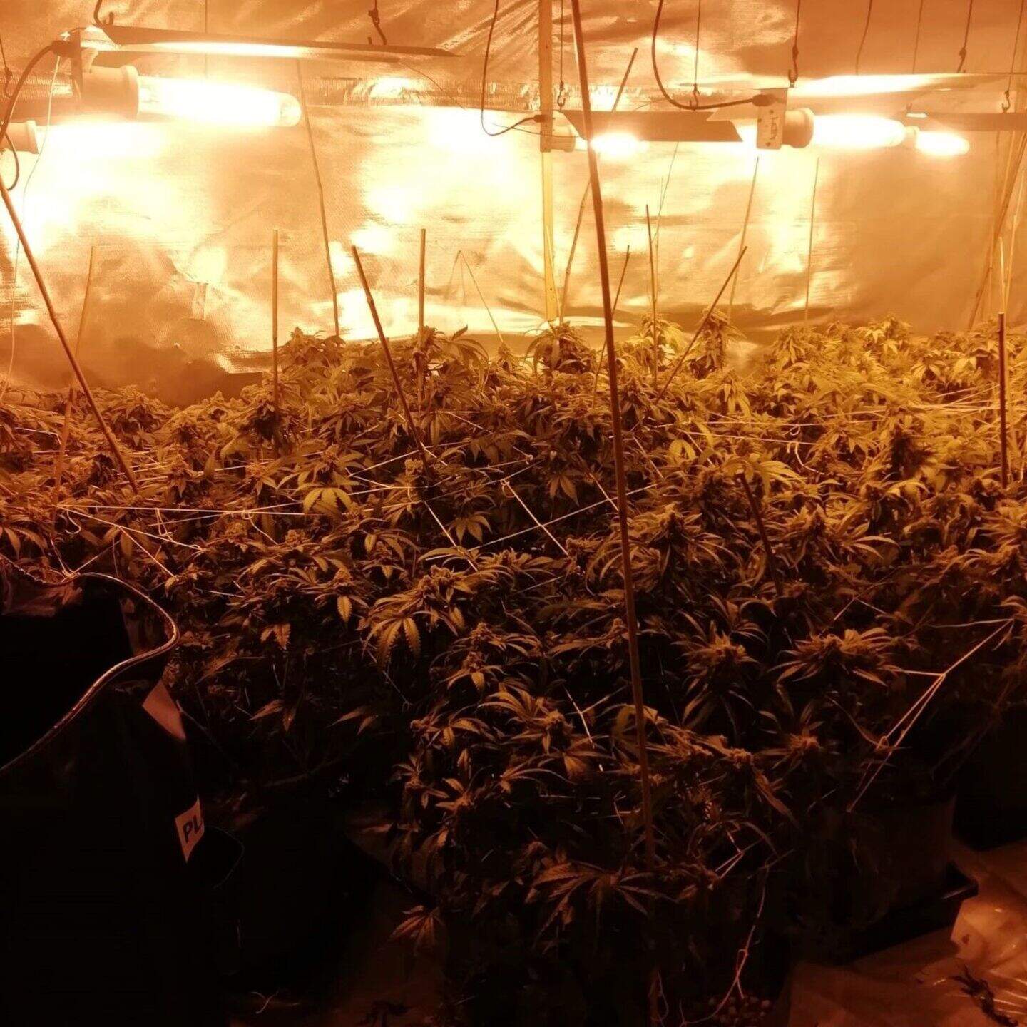 Man charged as cannabis worth €398k seized in Annaghdown, Co Galway ...