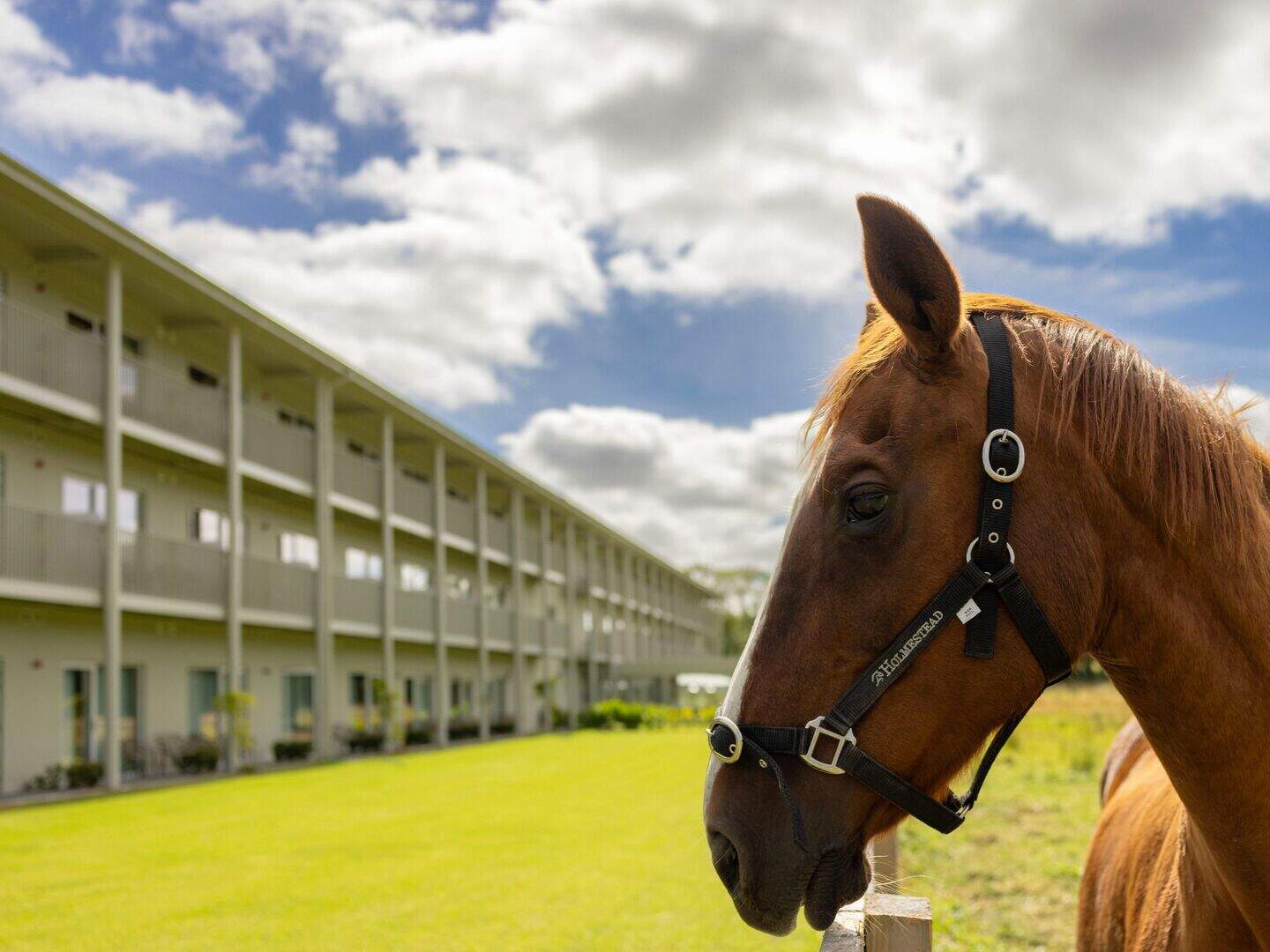 Saddle up for a slice of heaven at Club Hotel at Goffs in Kildare ...