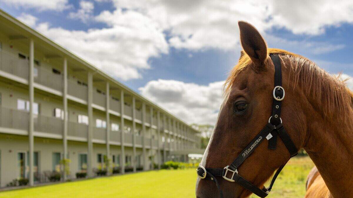 Saddle up for a slice of heaven at Club Hotel at Goffs in Kildare ...