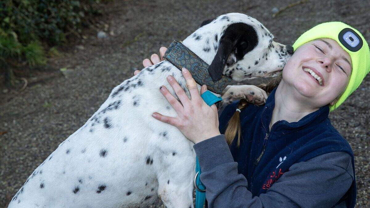 Ash Animal Sanctuary: 40 rescued dogs at Wicklow sanctuary seeking ...