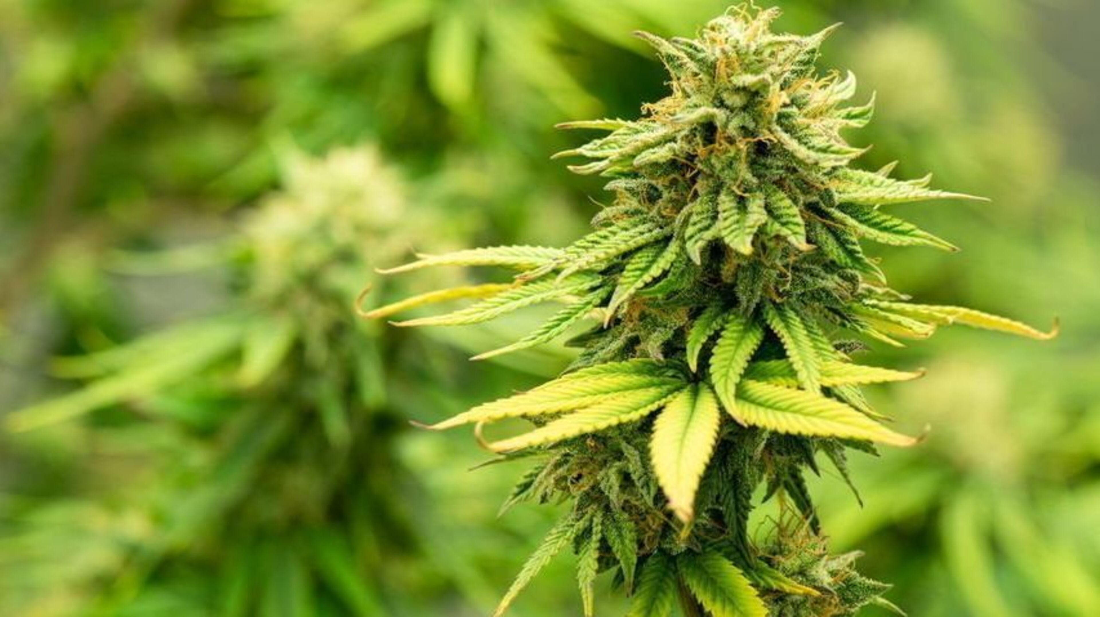 Jail term for convicted killer arrested in drugs growhouse four days after arriving in Ireland