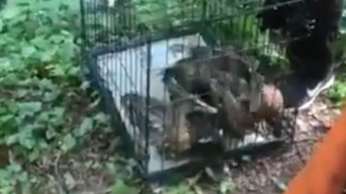 Ducklings captured to be sold for as little as €5 in Dublin safely ...