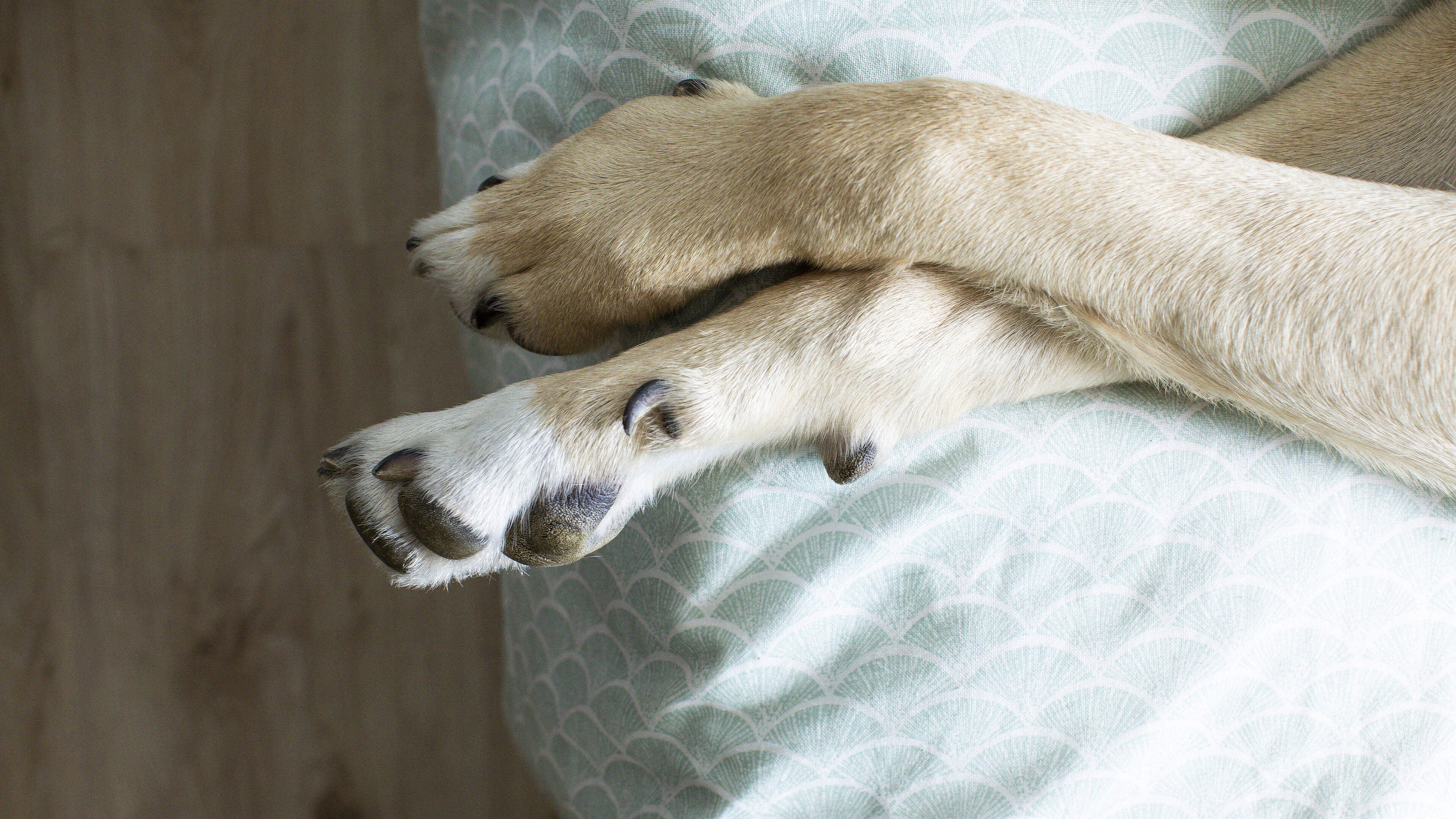 Man who punched and threw dog across room receives suspended sentence