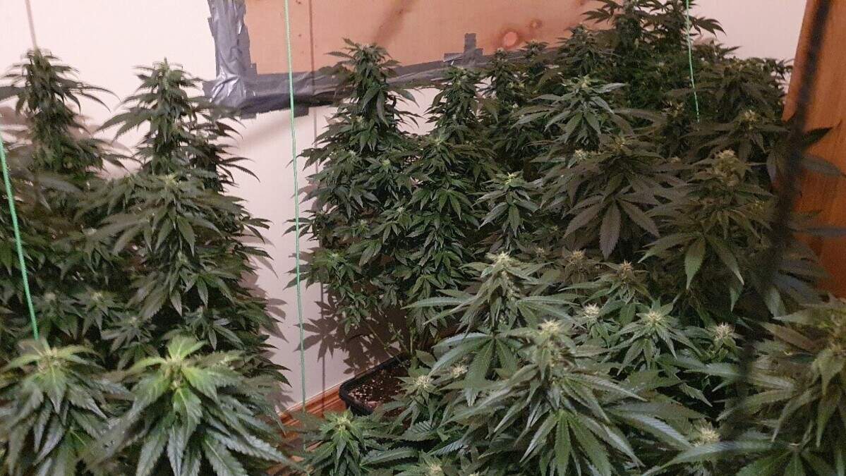 Man arrested as cannabis plants worth €52k and €2,200 cash seized in ...