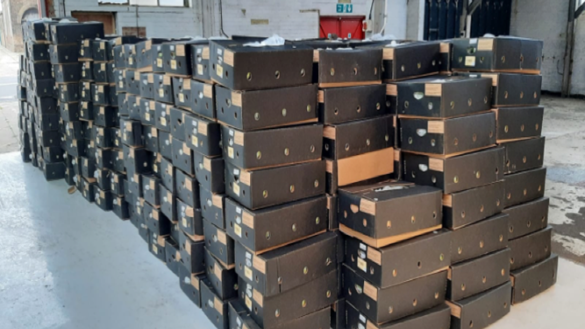 Massive haul of 1.2 tonnes of cocaine discovered hidden inside shipment ...