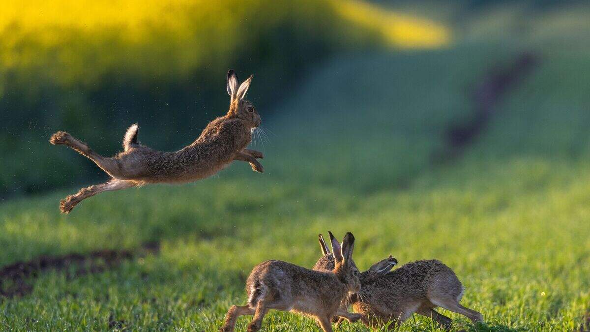 Karl Humphries: Cork man said he was hunting rabbits when he found 10 ...
