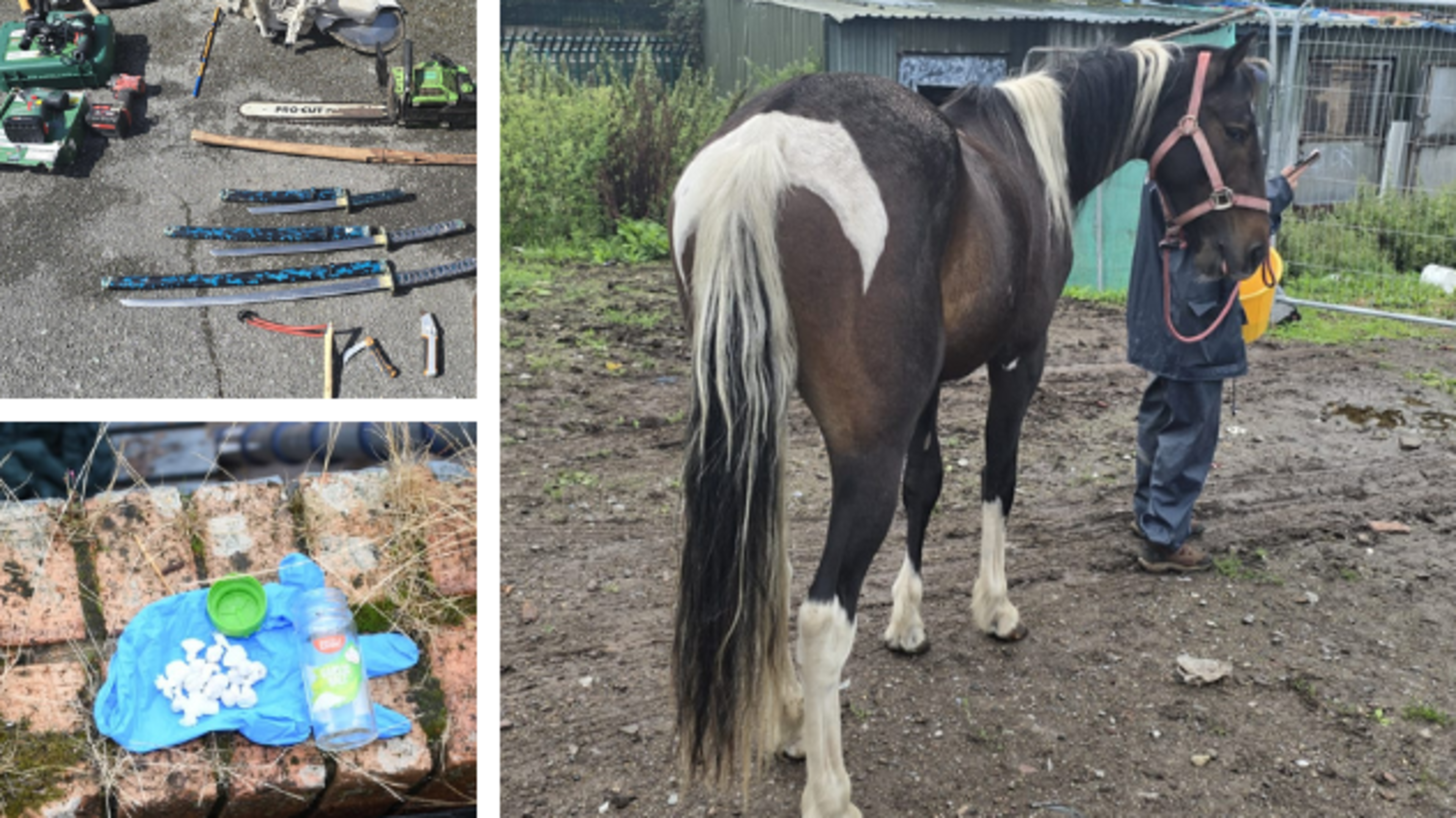 Man (20s) arrested after gardaí seize arsenal of weapons, drugs, 10 dogs, horse and pony in Cork