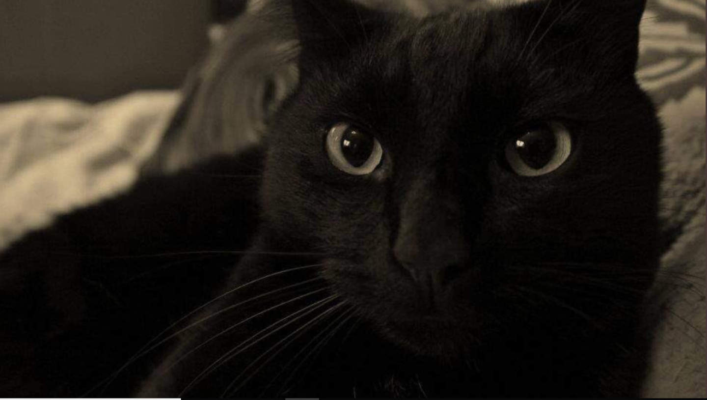 Cat returned home after going missing for eight years | Crime World