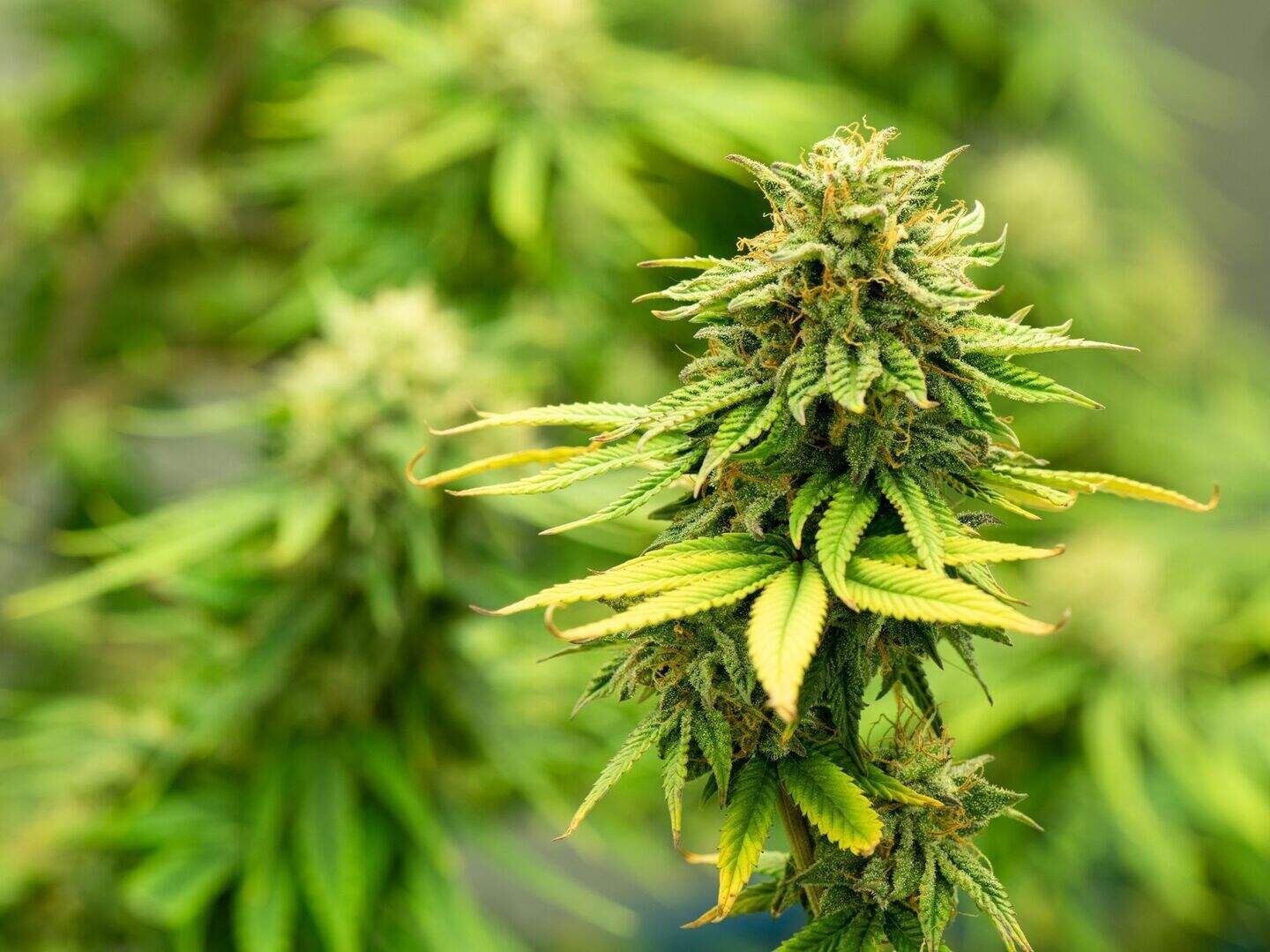 Three arrested after cannabis worth €645k seized in searches across two ...