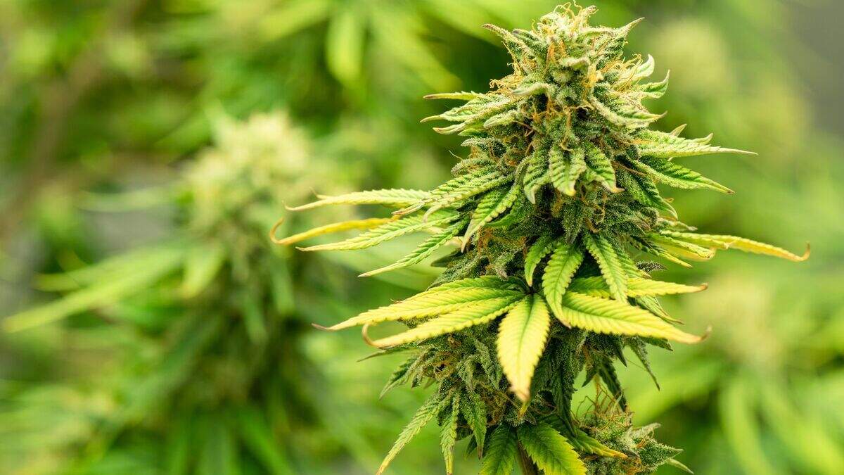 Three arrested after cannabis worth €645k seized in searches across two ...