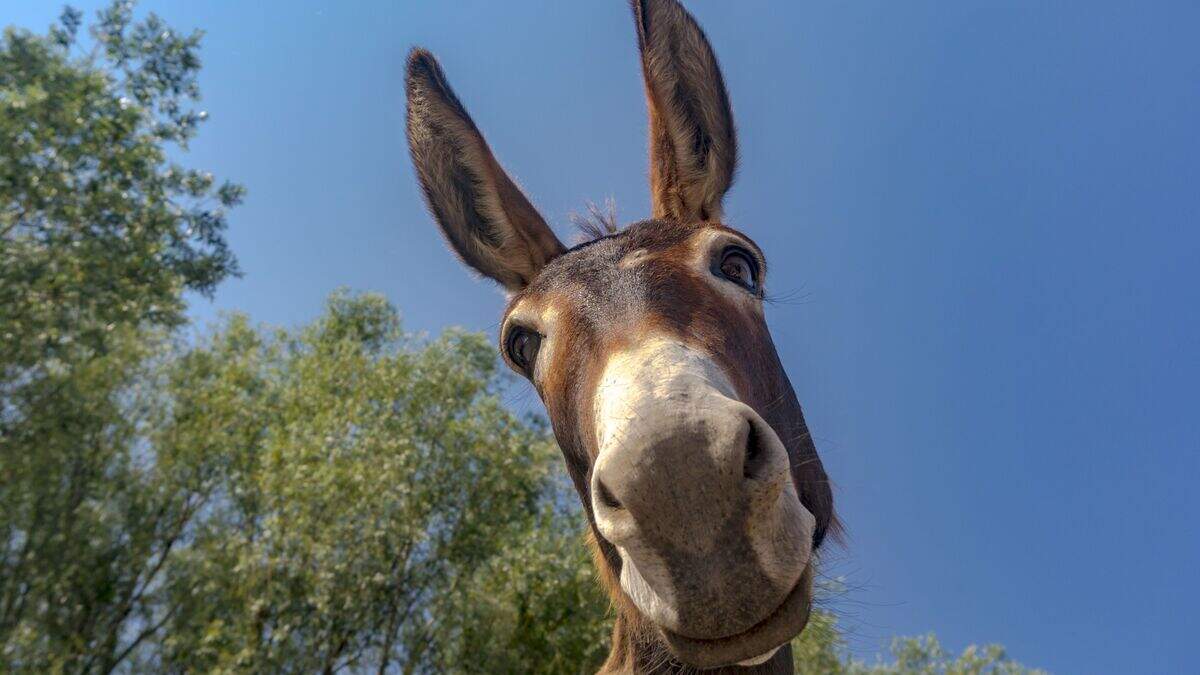 Randy Jack donkey responsible for €60k personal injuries claim due to ...