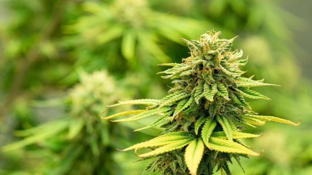 Mother-of-three set to plead guilty to importing €400k of cannabis into Ireland